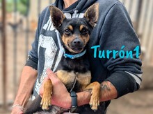 TURRON1, Hund, Zwergpinscher-Mix in Spanien - Bild 1
