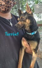 TURRON1, Hund, Zwergpinscher-Mix in Spanien - Bild 2