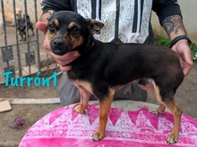 TURRON1, Hund, Zwergpinscher-Mix in Spanien - Bild 3