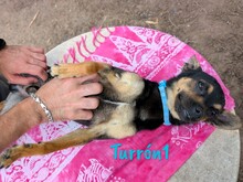 TURRON1, Hund, Zwergpinscher-Mix in Spanien - Bild 4