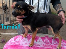 TURRON1, Hund, Zwergpinscher-Mix in Spanien - Bild 5