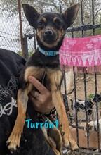TURRON1, Hund, Zwergpinscher-Mix in Spanien - Bild 6