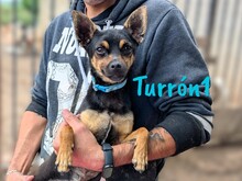 TURRON1, Hund, Zwergpinscher-Mix in Spanien - Bild 7
