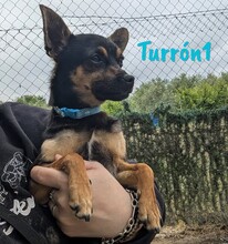 TURRON1, Hund, Zwergpinscher-Mix in Spanien - Bild 8