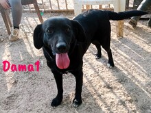 DAMA1, Hund, Labrador-Mix in Spanien - Bild 1