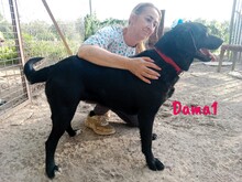 DAMA1, Hund, Labrador-Mix in Spanien - Bild 10