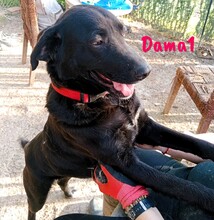 DAMA1, Hund, Labrador-Mix in Spanien - Bild 2