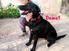 DAMA1, Hund, Labrador-Mix in Spanien - Bild 3