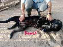 DAMA1, Hund, Labrador-Mix in Spanien - Bild 4
