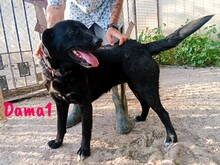 DAMA1, Hund, Labrador-Mix in Spanien - Bild 5