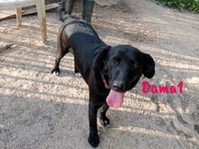 DAMA1, Hund, Labrador-Mix in Spanien - Bild 6
