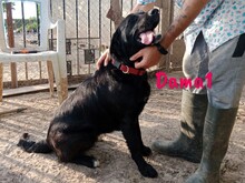 DAMA1, Hund, Labrador-Mix in Spanien - Bild 7