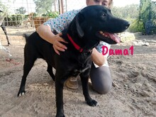 DAMA1, Hund, Labrador-Mix in Spanien - Bild 8