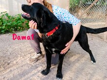 DAMA1, Hund, Labrador-Mix in Spanien - Bild 9