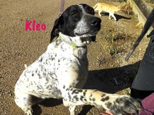 KLEO, Hund, Pointer in Spanien - Bild 1