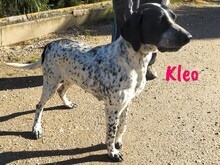 KLEO, Hund, Pointer in Spanien - Bild 2