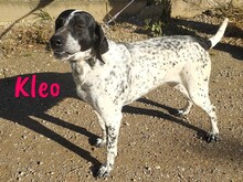 KLEO, Hund, Pointer in Spanien - Bild 3