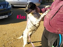 KLEO, Hund, Pointer in Spanien - Bild 4