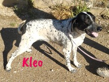 KLEO, Hund, Pointer in Spanien - Bild 5