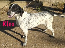KLEO, Hund, Pointer in Spanien - Bild 7