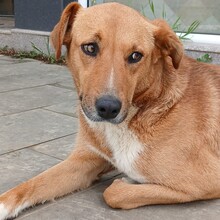COOKIE, Hund, Mischlingshund in Griechenland - Bild 1
