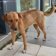COOKIE, Hund, Mischlingshund in Griechenland - Bild 2