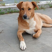 COOKIE, Hund, Mischlingshund in Griechenland - Bild 3