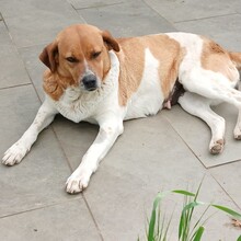 KANELA, Hund, Mischlingshund in Griechenland - Bild 2