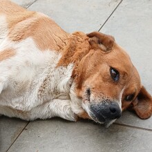KANELA, Hund, Mischlingshund in Griechenland - Bild 3