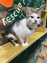 ALICE, Katze, Europäisch Kurzhaar in Ukraine - Bild 1