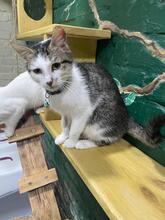 ALICE, Katze, Europäisch Kurzhaar in Ukraine - Bild 3
