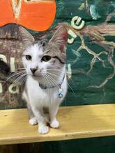ALICE, Katze, Europäisch Kurzhaar in Ukraine - Bild 4