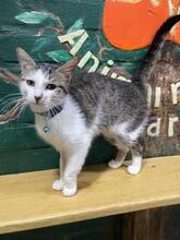 ALICE, Katze, Europäisch Kurzhaar in Ukraine - Bild 5