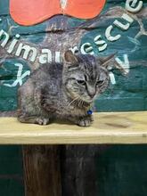DUSYA, Katze, Europäisch Kurzhaar in Ukraine - Bild 1