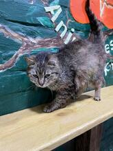 DUSYA, Katze, Europäisch Kurzhaar in Ukraine - Bild 2