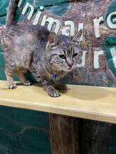 DUSYA, Katze, Europäisch Kurzhaar in Ukraine - Bild 3