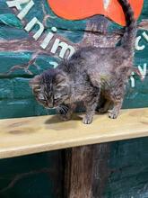 DUSYA, Katze, Europäisch Kurzhaar in Ukraine - Bild 4