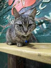 DUSYA, Katze, Europäisch Kurzhaar in Ukraine - Bild 5