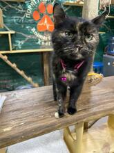 MARQUISE, Katze, Europäisch Kurzhaar in Ukraine - Bild 1