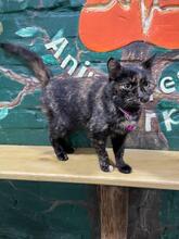 MARQUISE, Katze, Europäisch Kurzhaar in Ukraine - Bild 2
