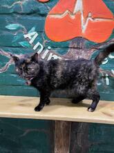 MARQUISE, Katze, Europäisch Kurzhaar in Ukraine - Bild 3
