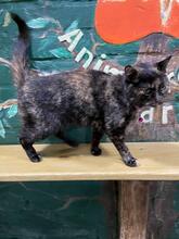 MARQUISE, Katze, Europäisch Kurzhaar in Ukraine - Bild 4