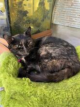 MARQUISE, Katze, Europäisch Kurzhaar in Ukraine - Bild 5