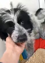 LOTTE, Hund, Mischlingshund in Prenzlau - Bild 1