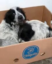 LOTTE, Hund, Mischlingshund in Prenzlau - Bild 2
