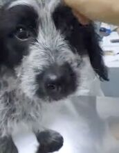 LOTTE, Hund, Mischlingshund in Prenzlau - Bild 3