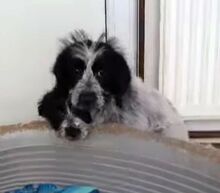 LOTTE, Hund, Mischlingshund in Prenzlau - Bild 5