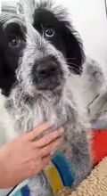 LOTTE, Hund, Mischlingshund in Prenzlau - Bild 7
