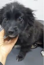 COCO, Hund, Mischlingshund in Plettenberg - Bild 1