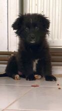 COCO, Hund, Mischlingshund in Plettenberg - Bild 2